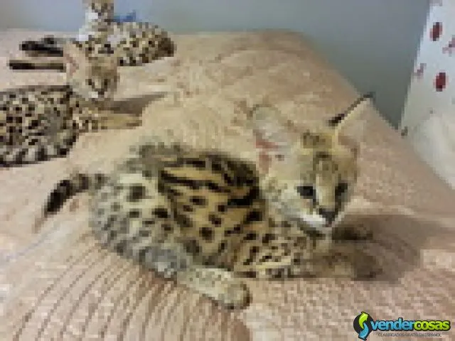 Serval y savannah gatitos disponibles 1