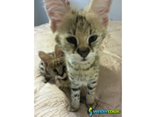 Serval y savannah gatitos disponibles 3