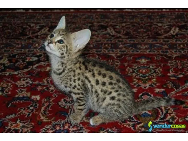 Serval y savannah gatitos disponibles 8