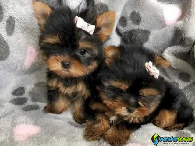 Super Adorable Maltese Puppies - New York, Nueva York - Vender Cosas_id25966-1