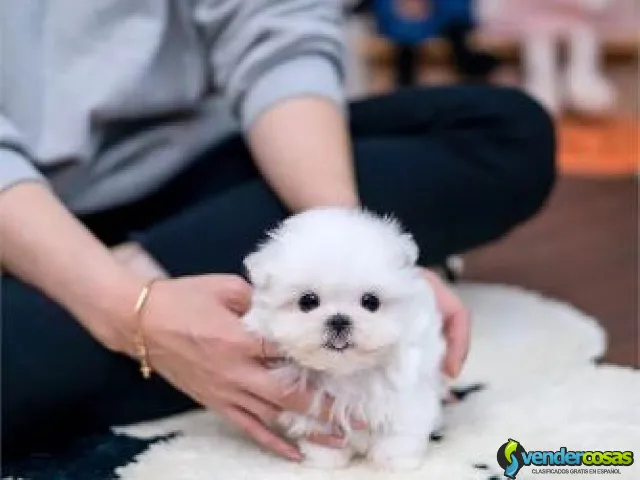 Two Top Class Maltese Puppies Available - Houston, Texas - Vender Cosas_id25560-1