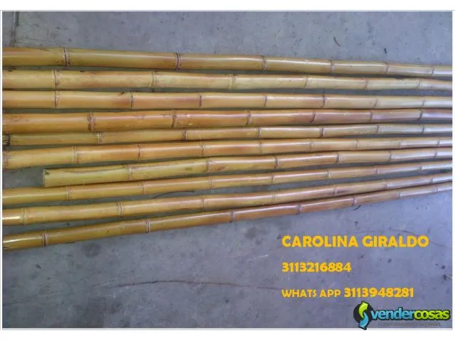 Venta de bambu verde o sopleteado bamboo 2