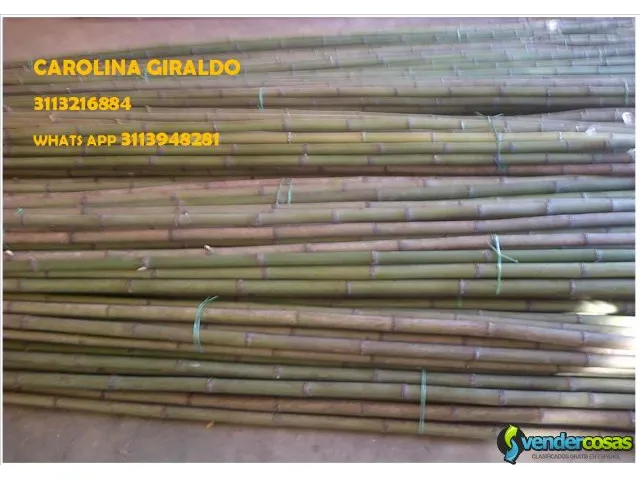 Venta de bambu verde o sopleteado bamboo 3