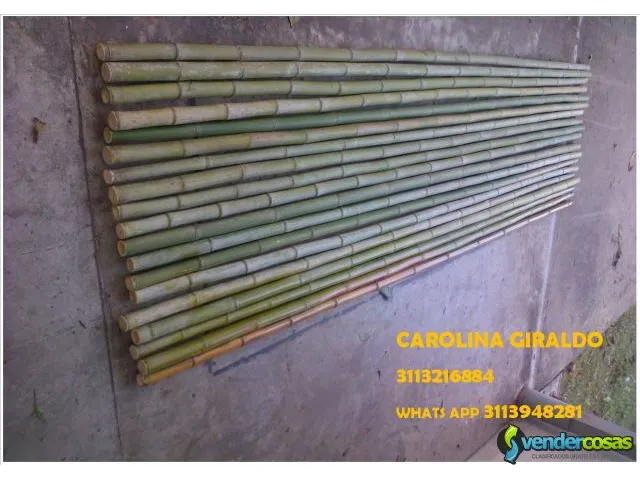 Venta de bambu verde o sopleteado bamboo 4