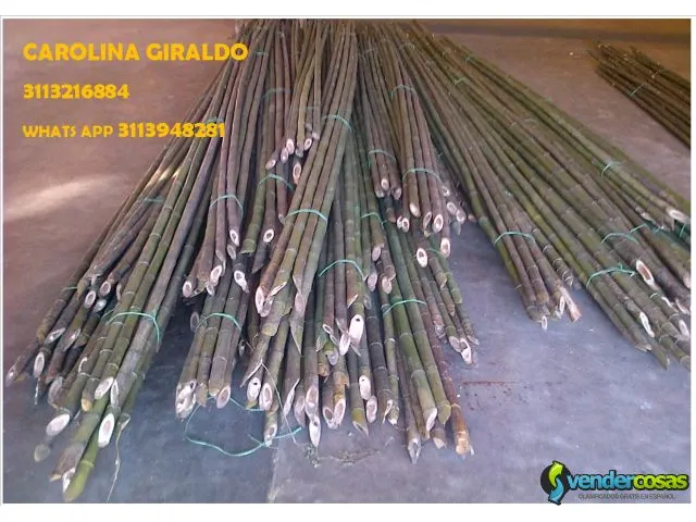 Venta de bambu verde o sopleteado bamboo 6