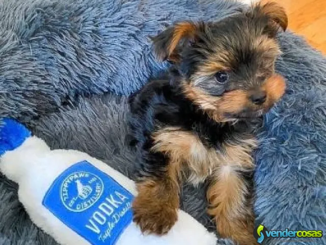 Yorkshire Terrier en adopción - Atlanta, Texas - Vender Cosas_id25560-1