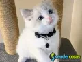 Adorable Home Raised Ragdoll Kittens