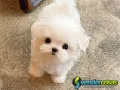 Adorable outstanding Maltese puppies