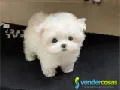 Adorables cachorros malteses en adopción