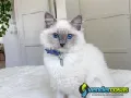 Adorables gatitos Ragdoll, macho y hembra.