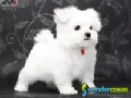 Awesome T-Cup Maltese Puppies Available