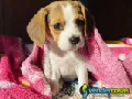 Beagle WhatsApp al +34 611 22 51 37.