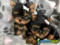 Beautiful Male Yorkie Puppy