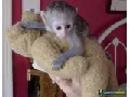  bebe monos capuchinos para la adopcion