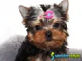 Cachorro yorkshire terrier mini hembra en venta