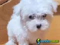 Cachorros Malteses Machos y Hembras