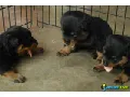 Cachorros rottweiler, certificados en raza y salud