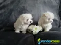 Cutest Adorable Teacup Maltese Puppies