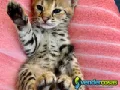  Gatitos Savannah F1 y F2 disponibles para la venta.