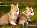 Increíbles cachorros Corgi entrenados, 