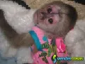 Monos Capuchinos Lindos en Adopción.