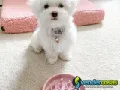 Nice and Healthy Maltese Puppies Available
