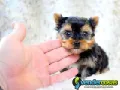 Perfect Male and female Yorkie
