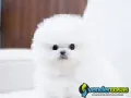 Pomerania blanco cachorro de 3 meses en venta