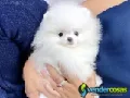 Precioso cachorro pomerania blanco en adopción