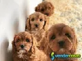 Preciosos cachorros cavapoo en adopción +34 612 52 75 08