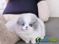 Regalo Hermosos cachorros de Pomerania.