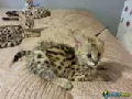 Serval y savannah gatitos disponibles