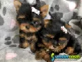 Super Adorable Maltese Puppies