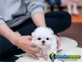 Two Top Class Maltese Puppies Available